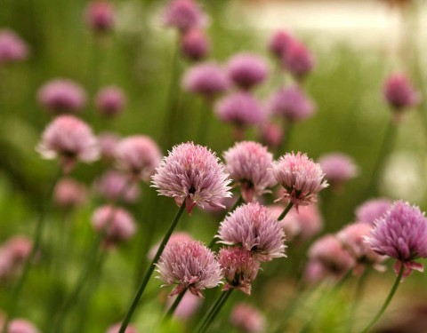 Medium Town Flower Garden